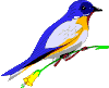 songbird