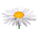 daisey