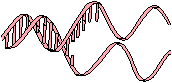 DNA molecule