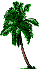 palm tree
