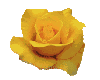 yellow rose